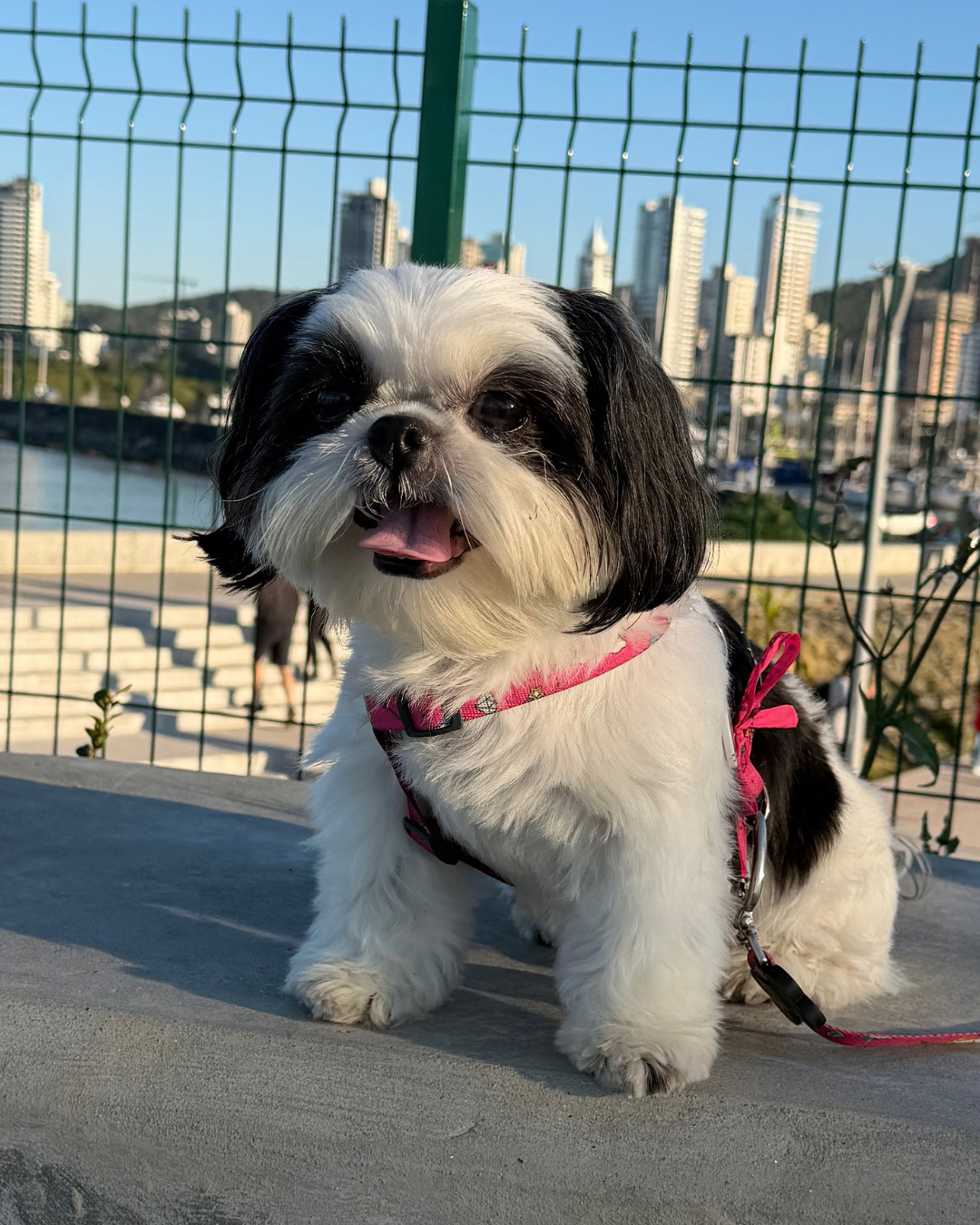 Lola feliz passeando, com o rosto limpo