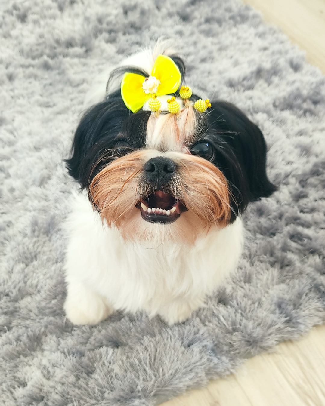 Lola antes, com o bigode manchado