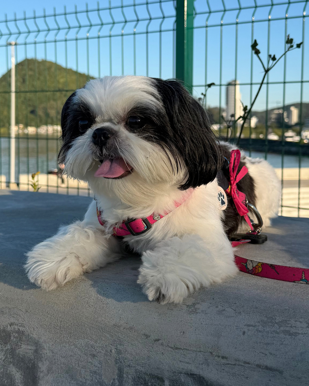 Lola hoje, com o bigode branco