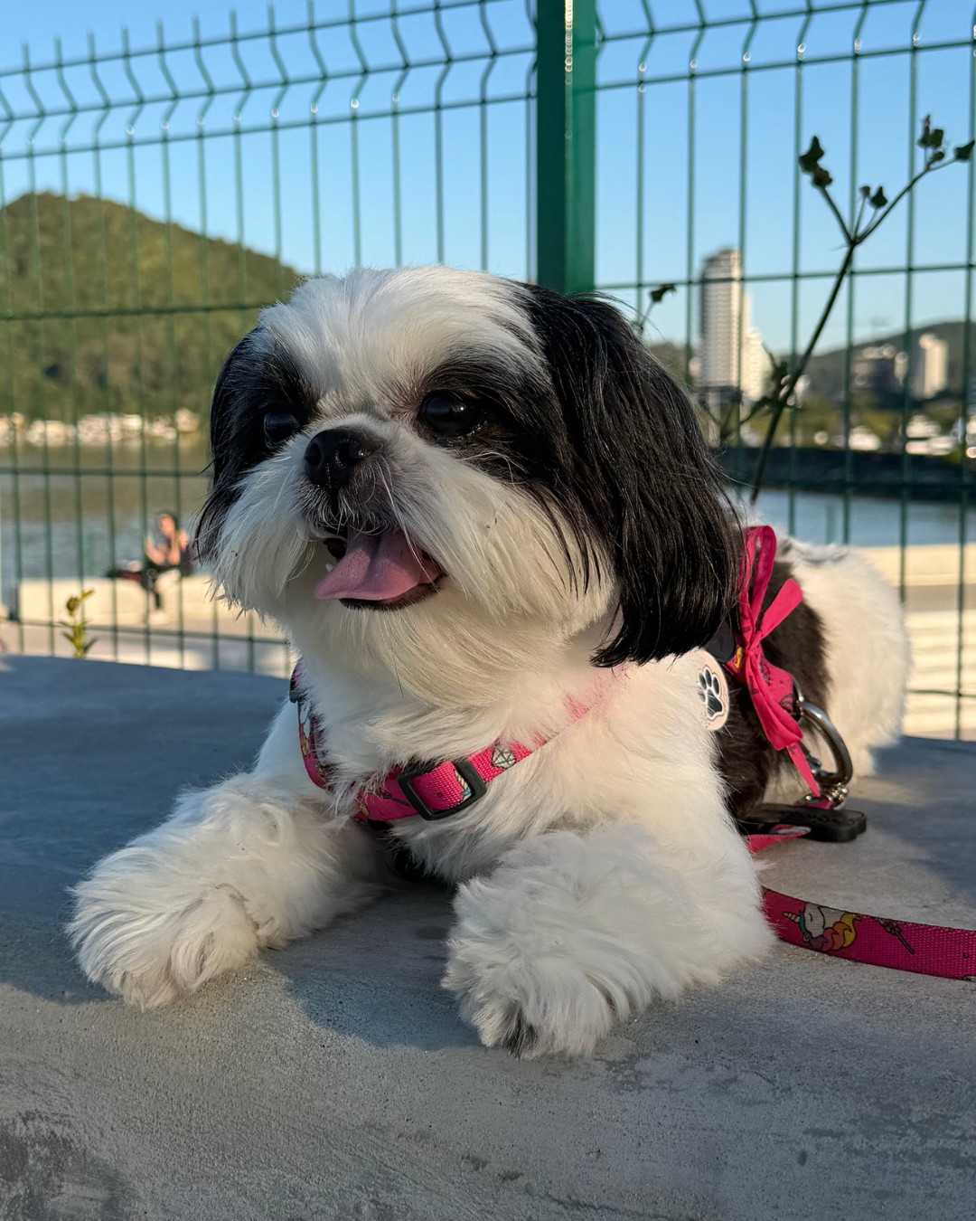 Lola passeando